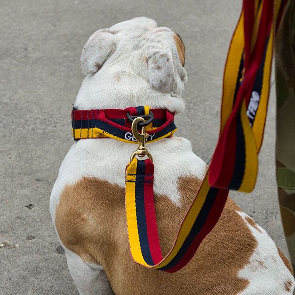 Platatac Stable Belt Dog Collar