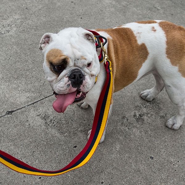 Platatac Stable Belt Dog Lead