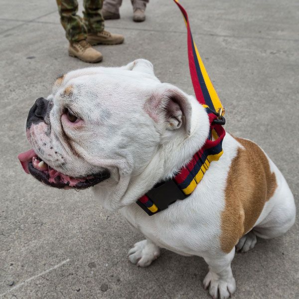 Platatac Stable Belt Dog Lead