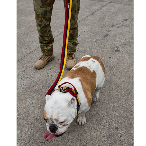 Platatac Stable Belt Dog Lead